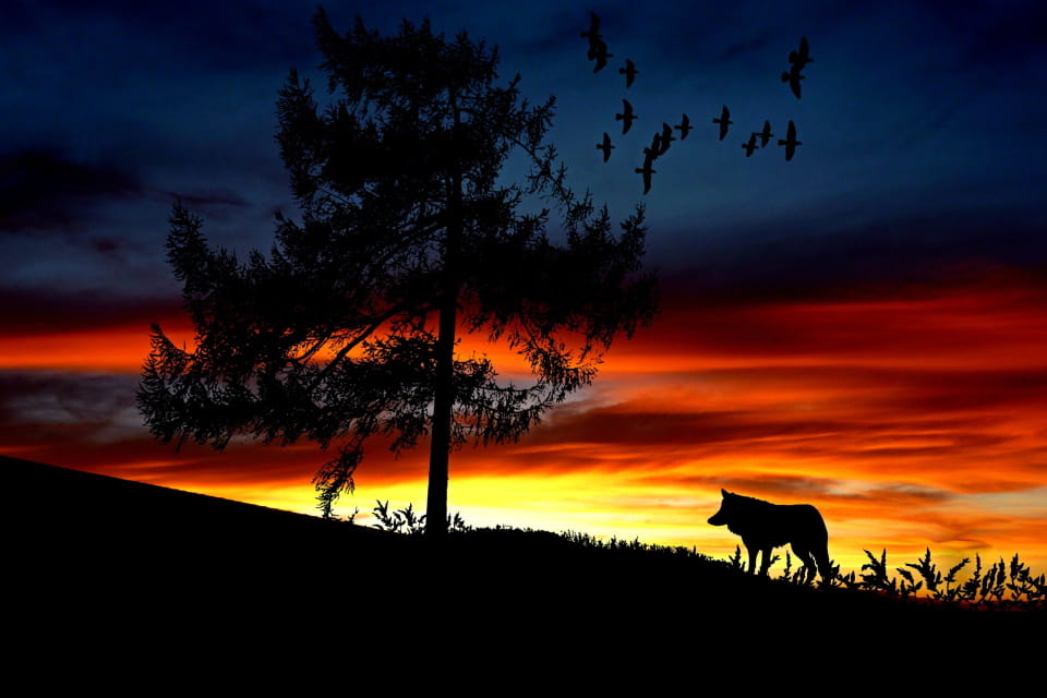 池非遲蜘蛛決斗