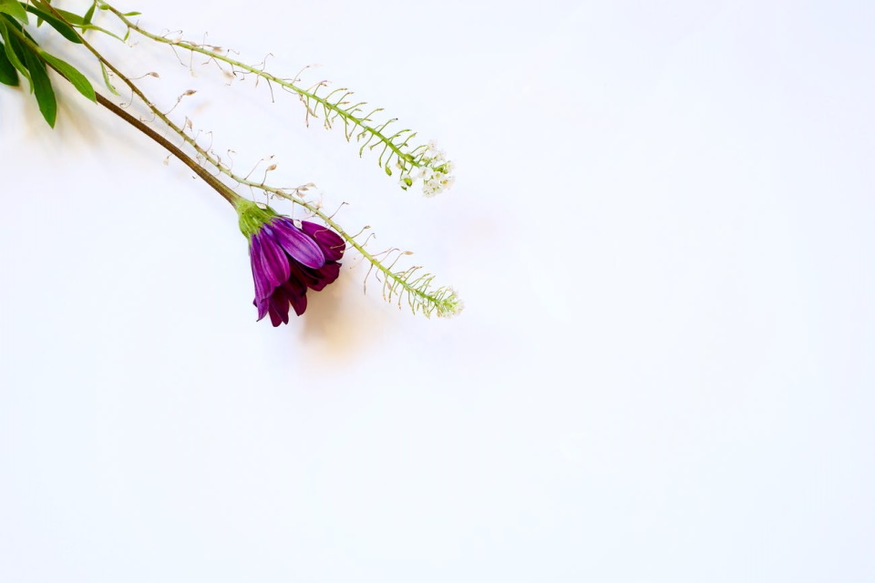 清水蜘蛛池小智