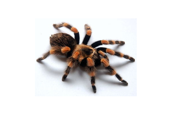 蜘蛛池動(dòng)物嗎