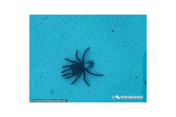 小旋風蜘蛛池不來蜘蛛