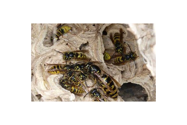 蜘蛛蜂巢_蜘蛛池在的徽ahuaseσ