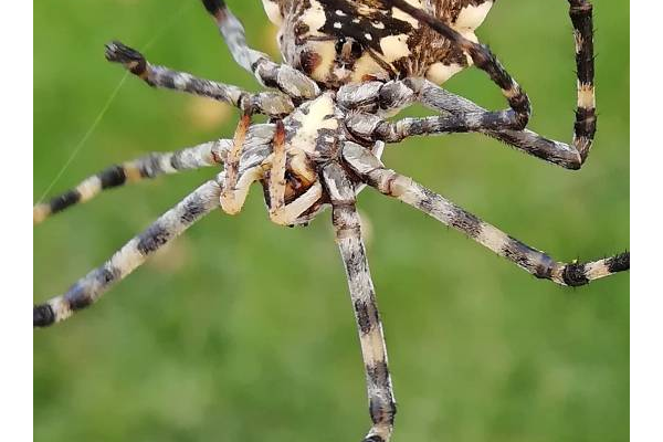 蜘蛛池就是徽ahuaseσ_蜘蛛池的原理