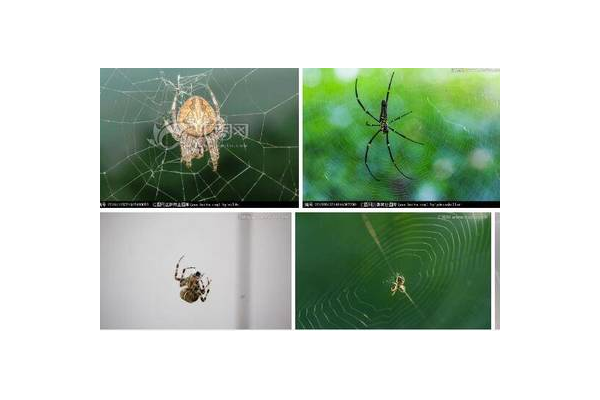 蜘蛛池 養(yǎng)蜘蛛
