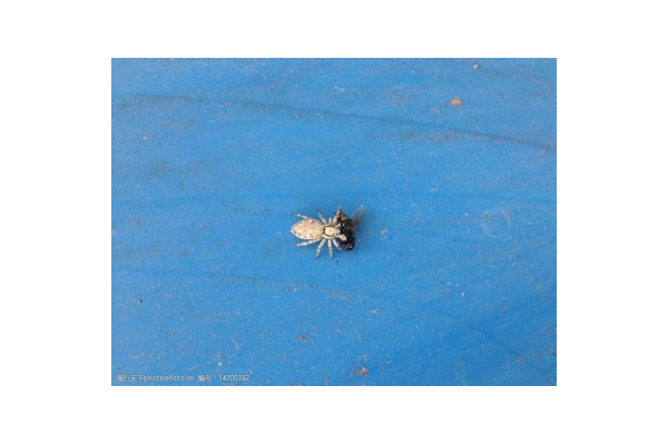 蜘蛛池什么意思_蜘蛛池怎么養(yǎng)