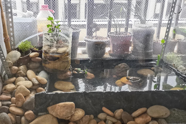 蜘蛛烏龜長(zhǎng)什么樣子_蛛網(wǎng)龜吧