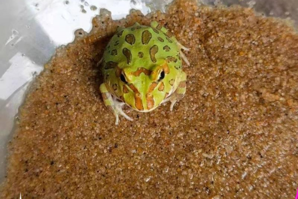 角蛙vs蜘蛛_蜘蛛池新手入門