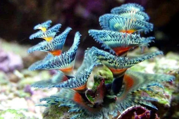 蜘蛛池是什么東西_蜘蛛 蟲