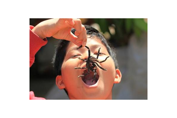 蜘蛛的繁殖期是多久_蜘蛛繁殖周期