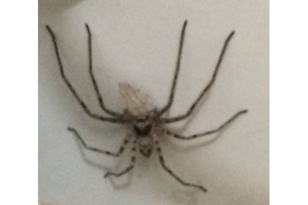 洗手間有大蜘蛛怎么辦_洗手間出現(xiàn)蜘蛛是福是禍