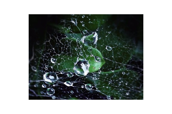 蜘蛛池有什么作用_蜘蛛池新手入門