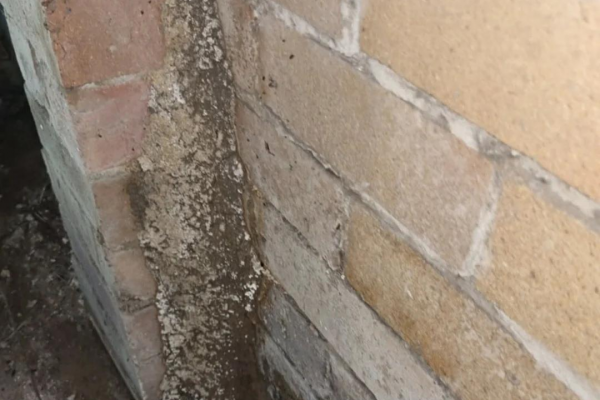 蜘蛛池白蟻嗎能吃嗎_蜘蛛池白蟻嗎能活嗎