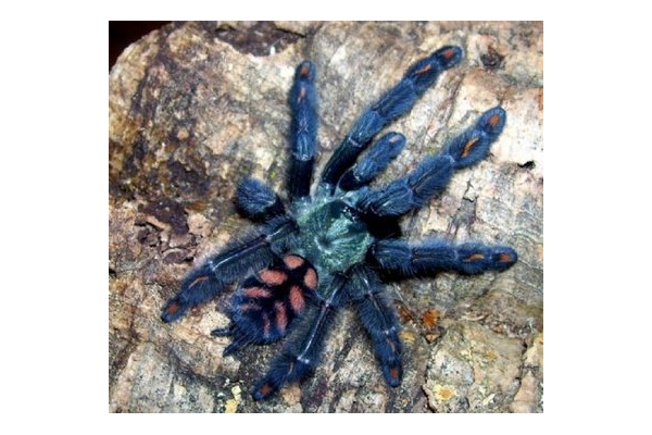 蜘蛛文學(xué)_作者:蜘蛛