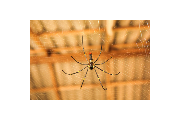 暗牙蜘蛛_暗牙蜘蛛在哪里