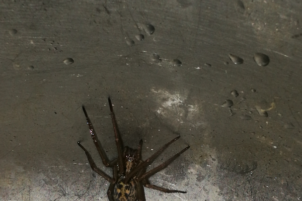 蜘蛛掉進洗碗池