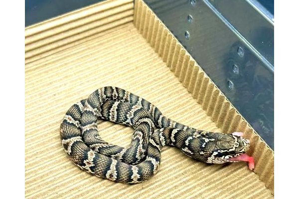 蜘蛛池的原理和實(shí)現(xiàn)方法_最蜘蛛池