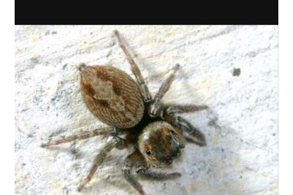 蜘蛛池小蜘蛛嗎能活多久_蜘蛛池有用嗎